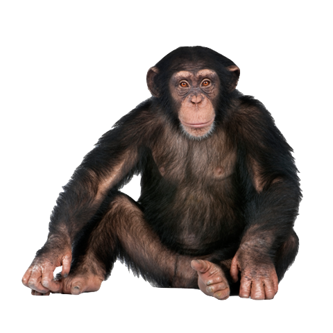 Don't monkey around anymore.